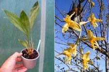 Stanhopea graveolens, orchidée, Orchid
