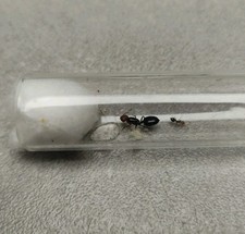 Fourmis Crematogaster
