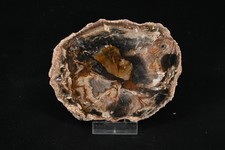 Bois petrifié du Madagascar