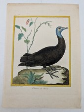 Gravure originale – rapace