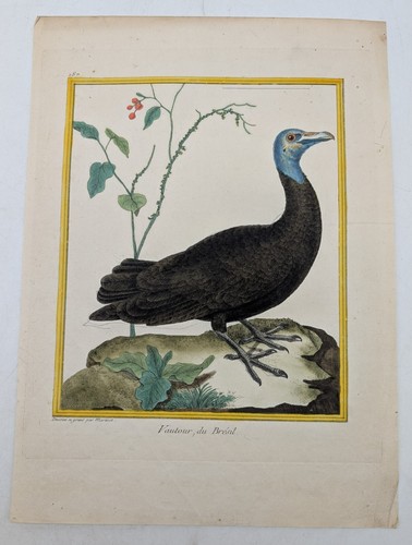 Gravure originale rapace - gravure,
