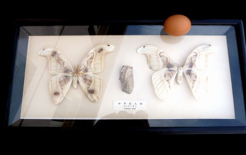 Cadre aux papillons attacus - cadre,