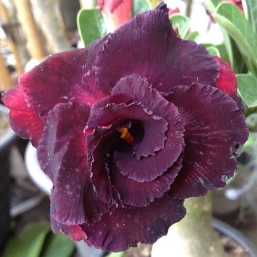 Graines adenium obesum - 10,