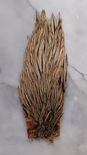 Cou de Coq, plume pour la pêche à la mouche.