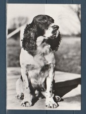 CPSM vers 1960  nature faune animaux  chien  springer spaniel
