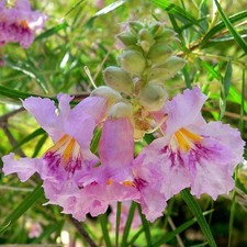 Chilopsis linearis - Saule du désert
