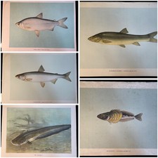 5 grandes planches anciennes