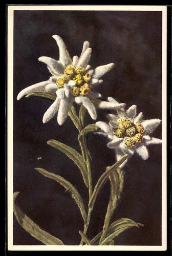 Deux edelweiss fleurs - edelweiss,
