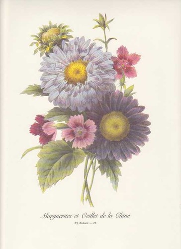 Asters œillets bouquet - Œillets,