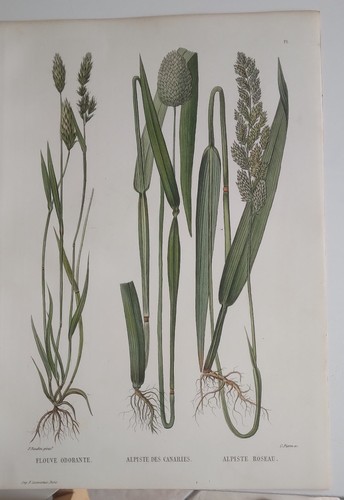 Planche botanique gravée - gravée, sur