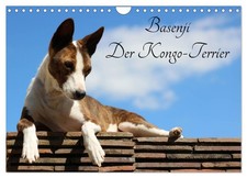 Basenji, le terrier du Congo (Calendrier mural 2026 DIN A4 horizontal), CALVENDO