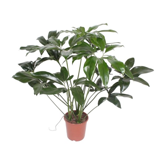 Belle plante intérieur - belle,