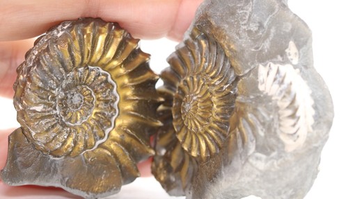 Huge ammonite positive - huge,