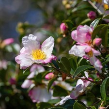 Camellia sasanqua 'Rainbow' * - Camélia d'automne bicolore blanc-rose