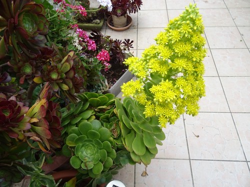 Boutures grandes plantes - ,