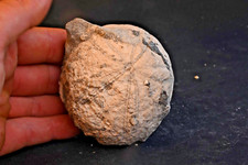 Oursin fossile Echinolampas Roumanie Eocene  427g