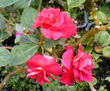 IMPATIENS  DOUBLE  ROUGE