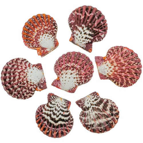 Coquillage pecten pallium
