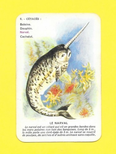 Carte cétacés narval - cétacés,