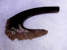 SHARK GILL RAKES  - CETHORHINUS MAXIMUS - PLIOCENE- BELGIQUE - 1NOV25