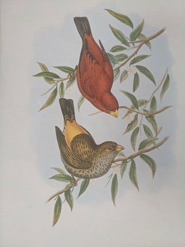 1969 imprimé oiseau - 1969, d'oiseau