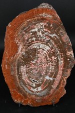 Bois petrifié de Arizona USA