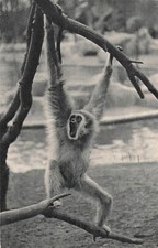 75 PARIS PARC ZOOLOGIQUE BOIS