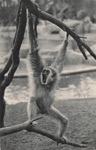 Paris parc zoologique bois - parc,