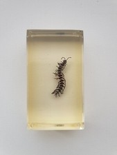 Insecte inclusion résine -