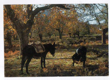 SAGONE (CORSE) RECOLTE des CHATAIGNES / RAMASSEUR avec son ANE en 1971