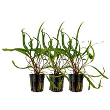 Aquarium Plante 3 Pièce