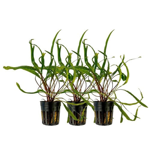 Aquarium plante pièce - plante,