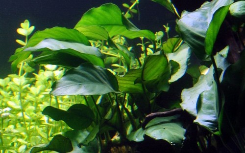 Aquaone pot anubias barteri - anubias,