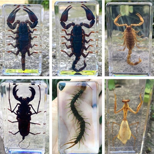 Spécimen scorpion mante - de,