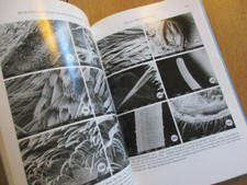 ENTOMOLOGY PHYLOGENETIC