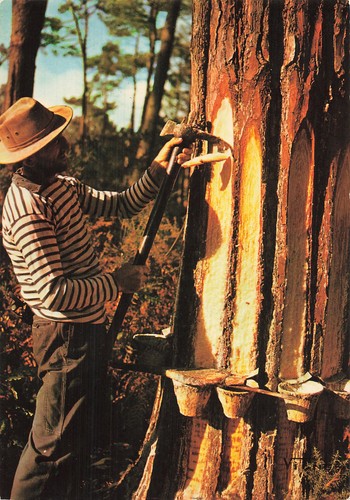 Les landes un gemmeur - ,