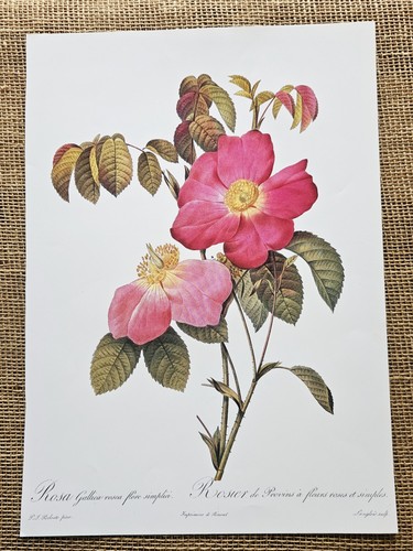 10"x14" P J Redoute Flower