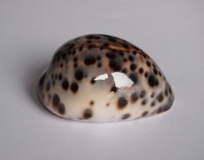 Cypraea tigris