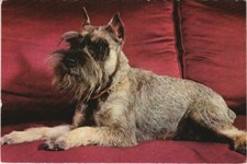 CPA AK Schnauzer DOG (1178273)