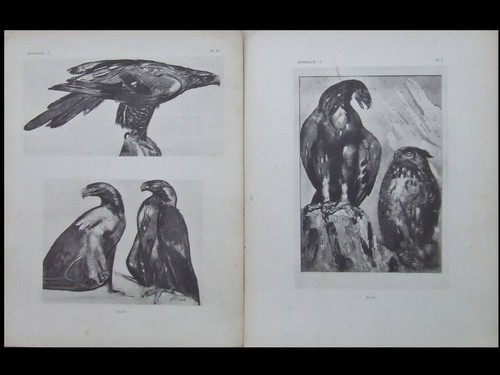 Paul jouve oiseaux - paul, jouve,