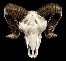 Relief Mural - Tête De Mouton