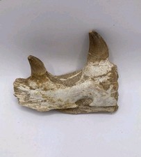 Fossile de mâchoire de