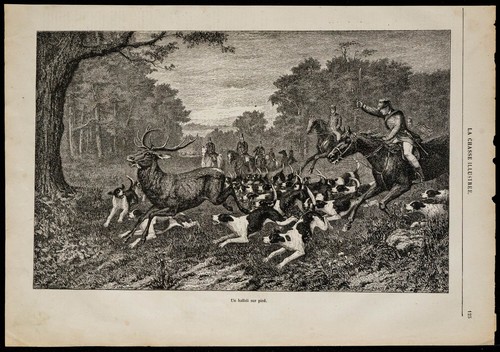 1869 hallali sur pied - 1869, un