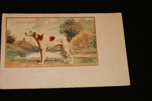 Chien pointer devonshire - chien,