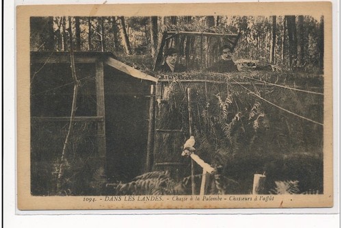Landes chasse la palombe - à,