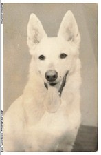 AXOP9-0952-ANIMAUX - Chien