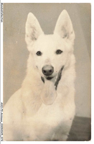 Axop9 0952 animaux chien - -,