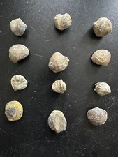 brachiopodes-fossils de