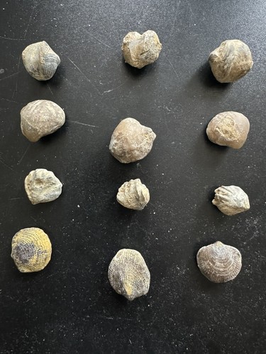 Brachiopodes fossils - brachiopodes-fossils, de
