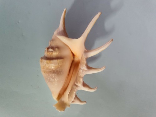 Coquillage brun blanc pour - brun/blanc,